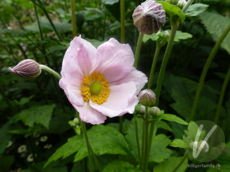 Herbst-Anemone: Übersicht